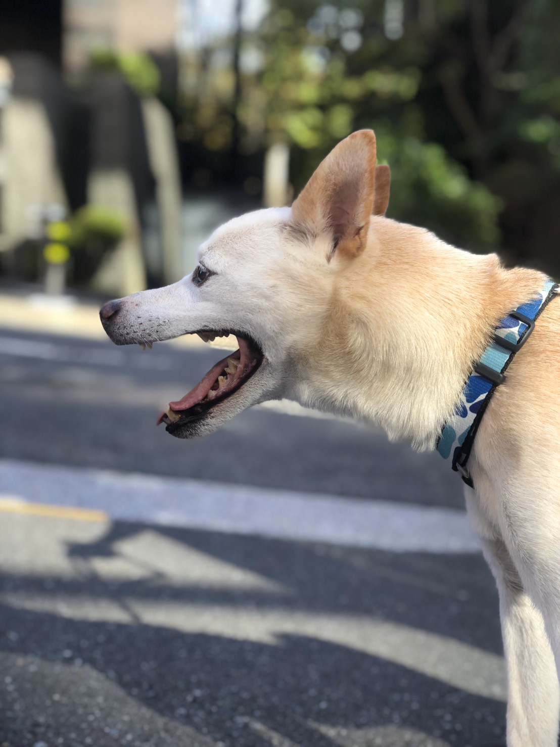 今日も元気に朝んぽ