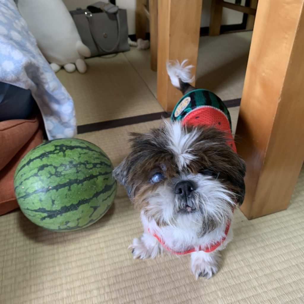 さくら老犬